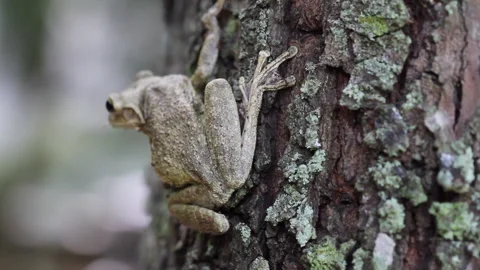 Cuba frog Stock Footage 130879060