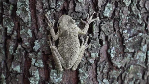 Cuba frog Stock Footage 130879125