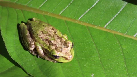Cuba frog Stock Footage 130881024