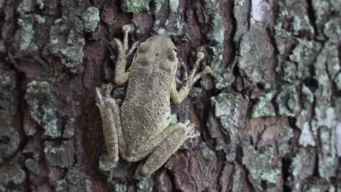Cuba frog Stock Footage 130881114