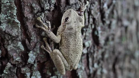 Cuba frog Stock Footage 130881977