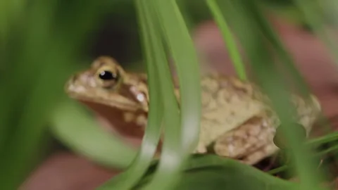 Cuba frog Stock Footage 130883127