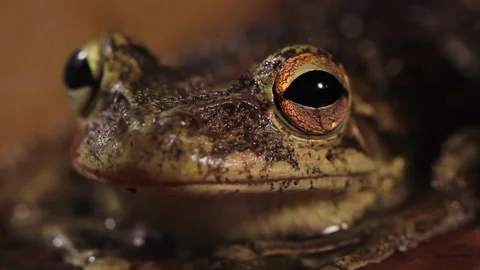 Cuba frog Stock Footage 130883337