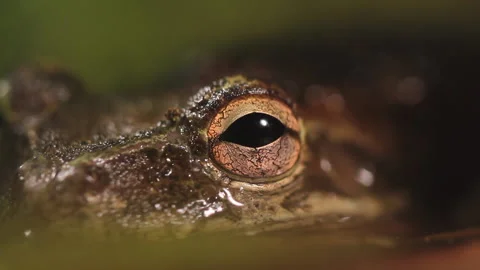 Cuba frog Stock Footage 130883886