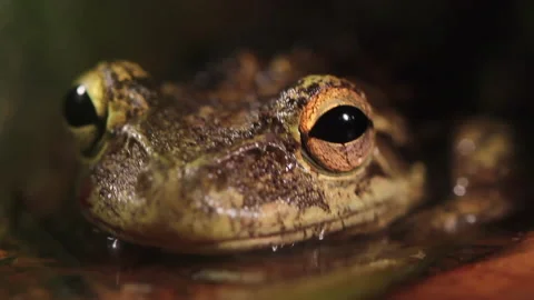 Cuba frog Stock Footage 130883909