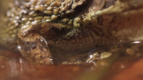 Cuba frog Stock Footage 130884103