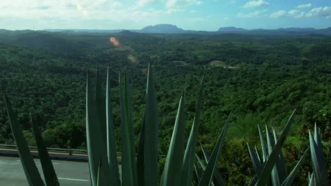 Cuba, jungles Stock Footage 140288023