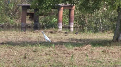 Cuba, Landscape Видео 22106985