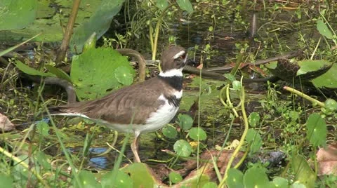 Cuba, Landscape Видео 22107068