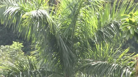 Cuba, Landscape Stock-Footage 22107218