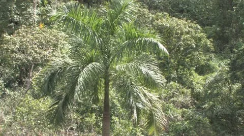 Cuba, Landscape 库存影片 22107225