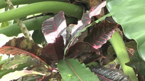 Cuba, Landscape 動画素材 22107299