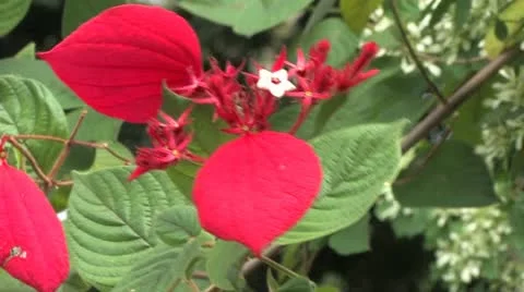 Cuba, Landscape Video stock 22107329