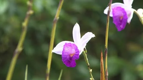 Cuba, Landscape Видео 22107340