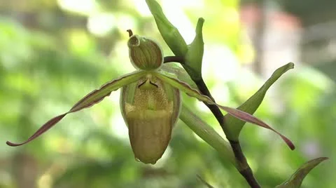 Cuba, Landscape 動画素材 22107372