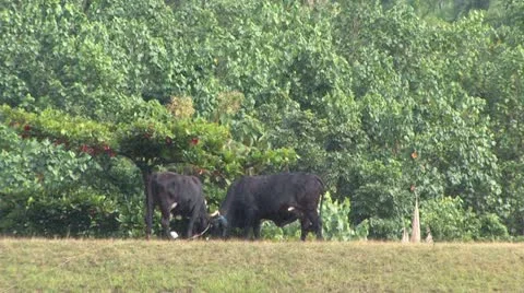 Cuba, Landscape Видео 22107562