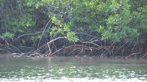 Cuba, Landscape 库存影片 22108511