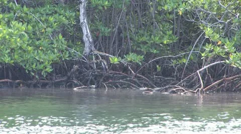 Cuba, Landscape Видео 22108518