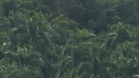 Cuba, Landscape Видео 22108598
