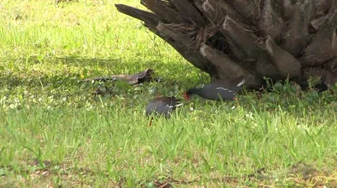 Cuba, Landscape Stock-Footage 22108749