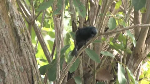 Cuba, Landscape 스톡 동영상 22108927