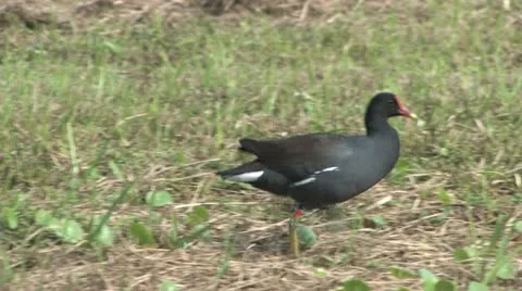 Cuba, Landscape 動画素材 22109079