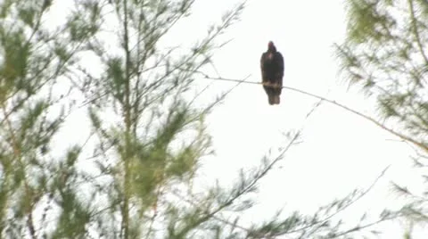 Cuba, Landscape 動画素材 22109344