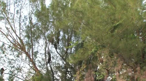 Cuba, Landscape Видео 22109351