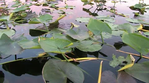 Cuba, Landscape Видео 22109437
