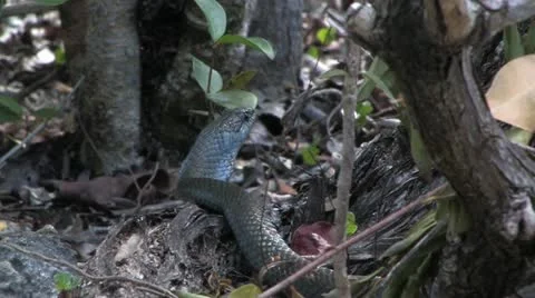 Cuba, Landscape Видео 22109523