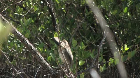 Cuba, Landscape Видео 22109565