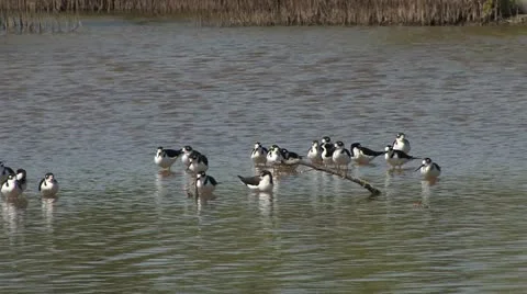 Cuba, Landscape Vídeos de archivo 22109635
