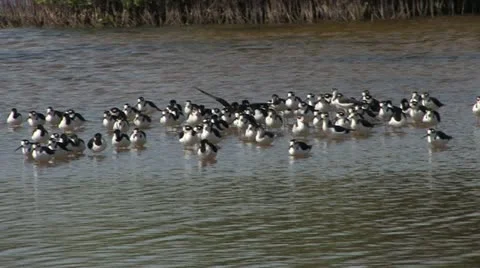 Cuba, Landscape 스톡 동영상 22109643
