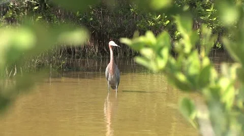 Cuba, Landscape Видео 22109788