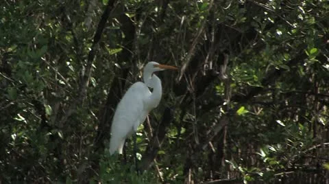 Cuba, Landscape 動画素材 22109883