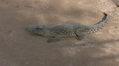 Cuba, Landscape Видео 22110146