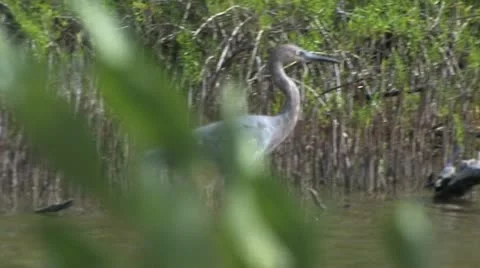 Cuba, Landscape Видео 22110808