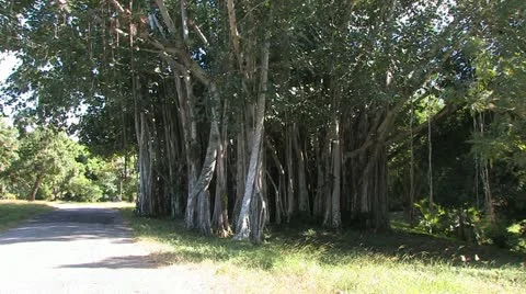 Cuba, Landscape Видео 22110986