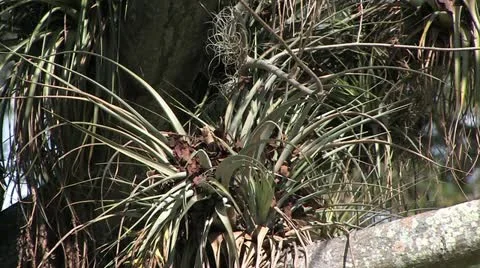 Cuba, Landscape Видео 22110990