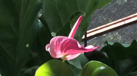 Cuba, Landscape Видео 22111055