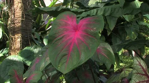 Cuba, Landscape Vídeos de archivo 22111061