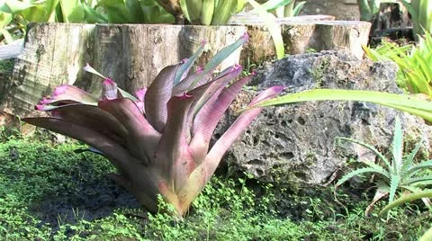 Cuba, Landscape Видео 22111082