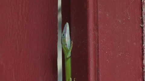 Cuba, Landscape 動画素材 22111085