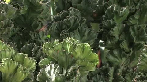 Cuba, Landscape Видео 22111091