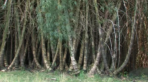 Cuba, Landscape 動画素材 22111116