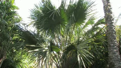 Cuba, Landscape Video stock 22111159