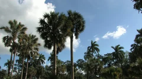 Cuba, Landscape Video stock 22111173