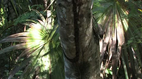 Cuba, Landscape Video stock 22111311