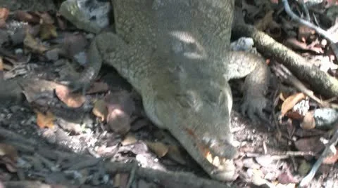 Cuba, Landscape Видео 22111512