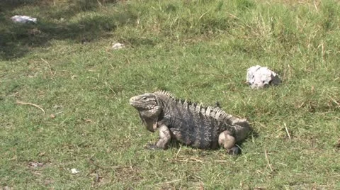 Cuba, Landscape Видео 22111528
